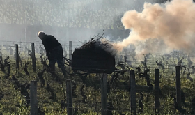 Pruning in Burgundy 2020 with smoke and wind