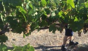 Picking Marsanne vines in 2020 in Barossa Valley