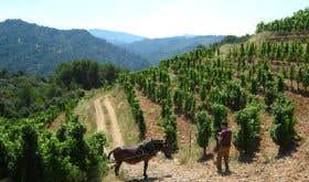 Alvaro Palacios vineyard in Priorat, Catalunya with donkey