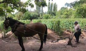 Horse ploughing vineyard for Gabriela Furlotti in Chacra, Mendoza, Argentina
