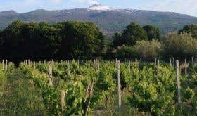 Ayunta vineyards with Etna