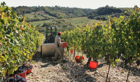 Chianti Classico grape harvest