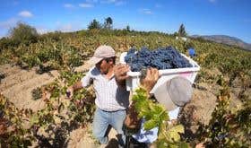 Garage Wine Co 2020 harvest in Maule, southern Chile