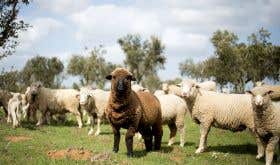 Herdade do Esporao vineyard sheep