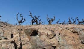Old vines on granite