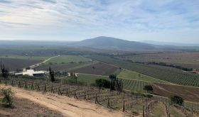 Northern Chilean vineyards
