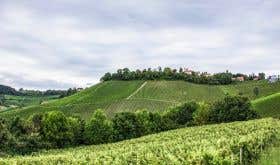 Tement's Zieregg vineyard