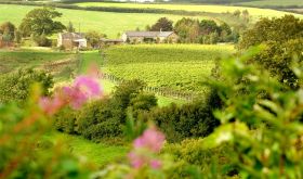 Furleigh Estate vineyard in Dorset