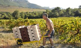 Grape harvest at Chêne Bleu