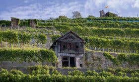 Fritz Wassmer terraced vineyard in Baden, Germany