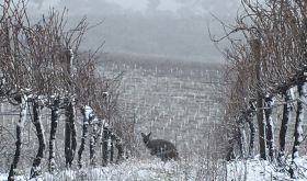 Kangaroo in Coppabella vineyard, Tumbarumba, New South Wales
