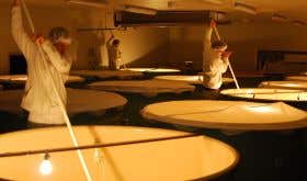 Dassai sake fermentation in Japan