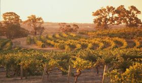 Henschke's 50 year old Shiraz vines in Eden Valley