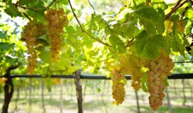 Soave grapes on pergola