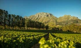 Thelema Mountain Vineyard in Stellenbosch, South Africa