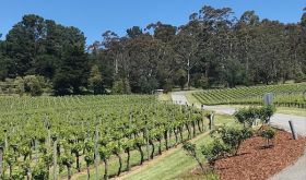 Tiers vineyard at Piccadilly in the Adelaide Hills on 29 October 2019