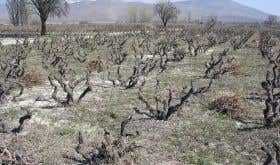 Domaine Karanika's old-vine vineyards
