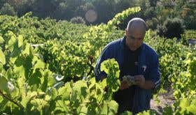 Les Clos Perdus - Paul Old in one of his vineyards