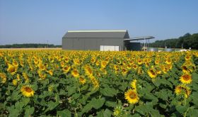 Levin Wines - -their Loire winery in a sea of sunflowers