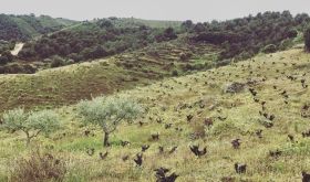 Arribas old vines in Tras os Montes