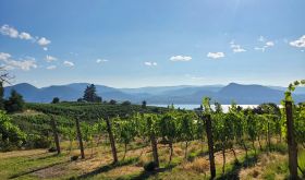 Bella Wines vineyards