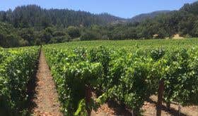 Conventional Napa Valley vineyard