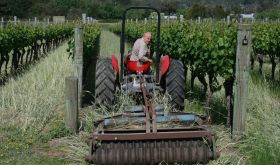 Rollo Crittenden in his vineyards