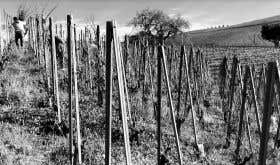 Stolpman - La Cuadrilla vineyard