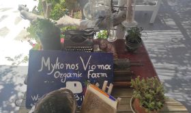 The welcome at reception to Vioma organic wine farm