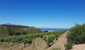 Waterkloof - looking across the vines to False Bay