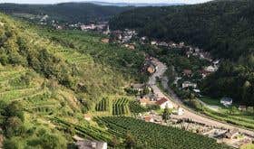 View from the ruined Senftenberg castle across the Pellingen vineyard to the town the town 