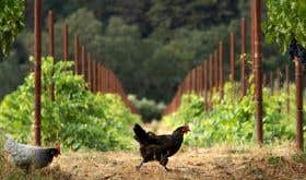 Organic chickens at Spottswoode, Napa Valley