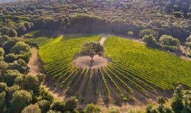 Ventaglio vineyard on the Tenuta Argentiera in Bolgheri on the Tuscan coast