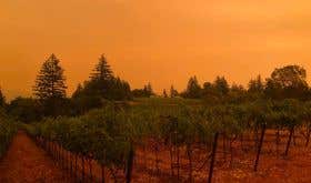 orange twilight seen from Lamborn Vineyards