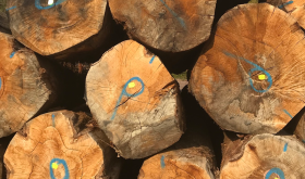 Oak trees stacked at Francois Freres cooperage