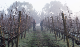Winter pruning at Curly Flat in Macedon Ranges, Victoria, Australia