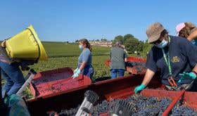 Harvesting Merlot grapes at Lafite in 2020