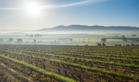 Perdeberg winery and vineyards in South Africa