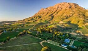 Thelema Mountain Vineyard in Stellenbosch, South Africa