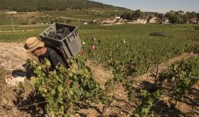 2020 grape harvest in Gevrey Chambertin