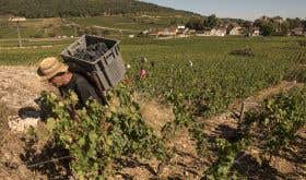 2020 grape harvest in Gevrey Chambertin