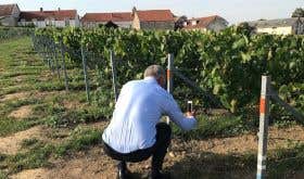 Olivier Krug recording a close-up of a vine in Clos du Mesnil