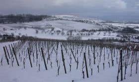 Dirk Brenneisen's vines in the snow in the Markgräflerland, Baden, southern Germany