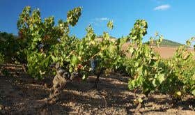 Old vines in the Chaparral vineyard in Navarra