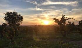 Sun setting over a Chateauneuf-du-Pape vineyard in 2020