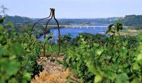 Vines above the Loire in Muscadet by Philippe Caharel