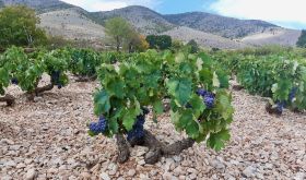 Diamantis rocky Moschomavro vineyard