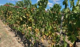 Yellow leaves of drought-stressed vines in Pomerol 21 Sept 2020