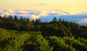 Vineyards in the Santa Cruz mountains