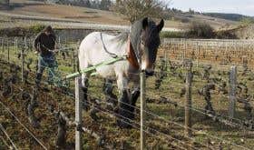 Horse and plough in a Domaine de Bellene vineyard